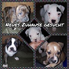 Tiere der Woche: sieben Wochen alt und aufgeweckt - Holly, Lotty, Molly, Marlon und Melina (Foto: Tierheim Nordhausen)
