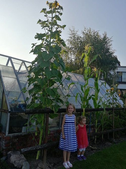 Stolze 3,85 Meter misst diese riesige Sonnenblume (Foto: Heike Volkland)