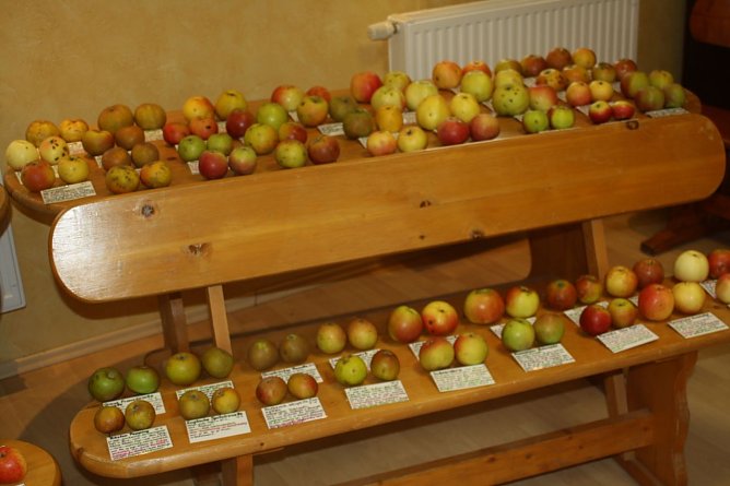 Südharzer Obsttage (Foto: Biosphärenreservates Karstlandschaft Südharz) Südharzer Obsttage (Foto: Biosphärenreservates Karstlandschaft Südharz)