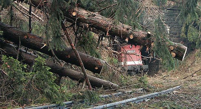 Umgest&uuml;rzte B&auml;ume direkt vor der Tunnelausfahrt am Thumkuhlenkopf (Foto: hsb)