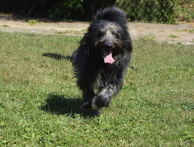 Tier der Woche: Sammy (Foto: Tierheim Nordhausen)