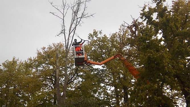 b&auml;ume f&auml;llen (Foto: Kurt Frank)