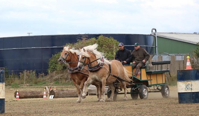 Südharz Rallye (Foto: Zucht-, Reit- und Fahrverein Ebersburg/Herrmannsacker) Südharz Rallye (Foto: Zucht-, Reit- und Fahrverein Ebersburg/Herrmannsacker)
