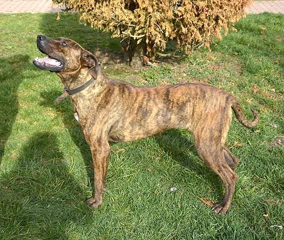 Tierheim (Foto: Tierheim) Tierheim (Foto: Tierheim)