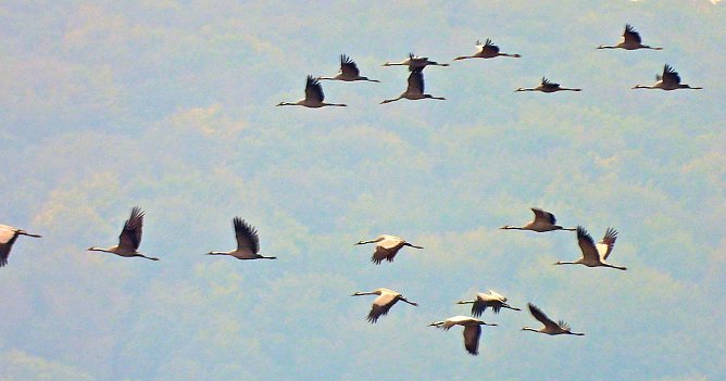 Kraniche (Foto: Peter Blei)