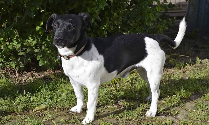 Jacky (Foto: Tierheim NDH)