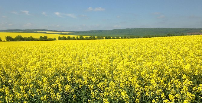 Goldene Aue (Foto: Sylvia Hartung)