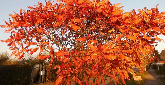 Herbstwetter (Foto: oas) Herbstwetter (Foto: oas)