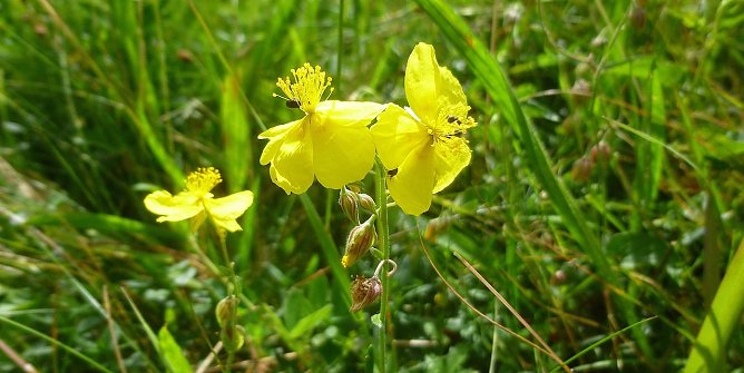 seltene Pflanze (Foto: Bodo Schwarzberg)