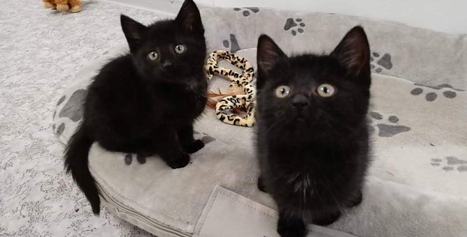 Katzen (Foto: Tierheim Nordhausen)