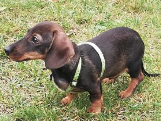 Wo ist Kurt? (Foto: privat)