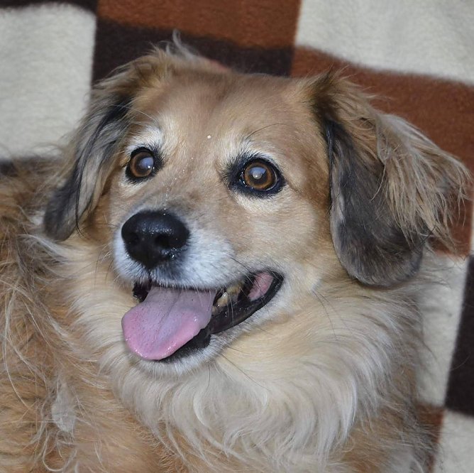 Tier der Woche: Karli (Foto: Tierheim Nordhausen)