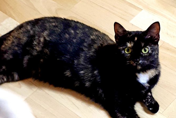 Kitty sucht ein neues zu Hause (Foto: Tierschutz Nordhausen) Kitty sucht ein neues zu Hause (Foto: Tierschutz Nordhausen)