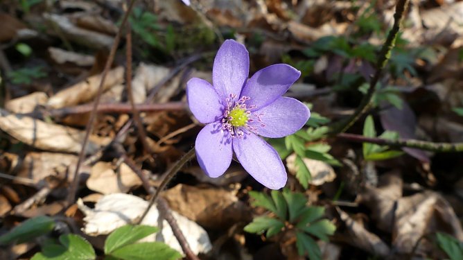 Leberbl&uuml;mchen (Foto: P. Schneller)