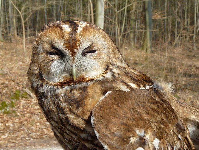 Waldkauz-Weibchen (Foto: Manfred Wagner)