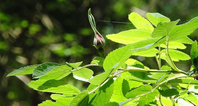 Sch&uuml;tzenswert (Foto: B. Schwarzberg)