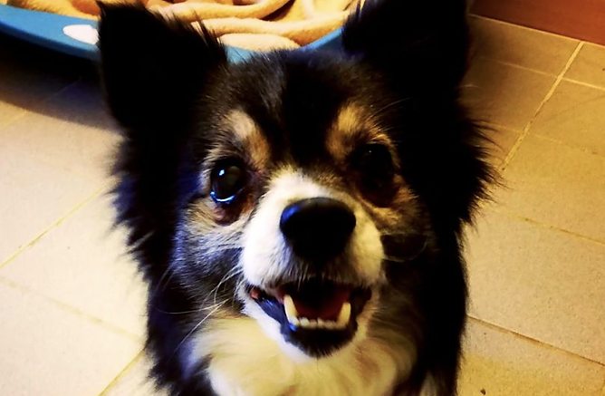 Tier der Woche: Susi (Foto: Tierheim Nordhausen) Tier der Woche: Susi (Foto: Tierheim Nordhausen)