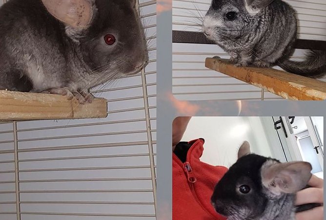 Chinchillas (Foto: THN) Chinchillas (Foto: THN)