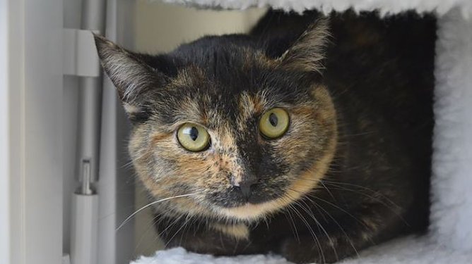 Katze Donna (Foto: Tierheim. NDH)