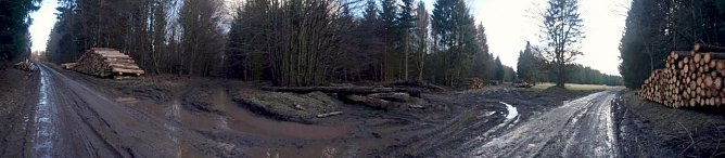 So sieht es aus in den S&uuml;dharzer W&auml;ldern (Foto: privat)