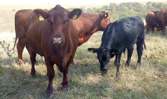 Angus Rinder (Foto: Bauer GmbH)