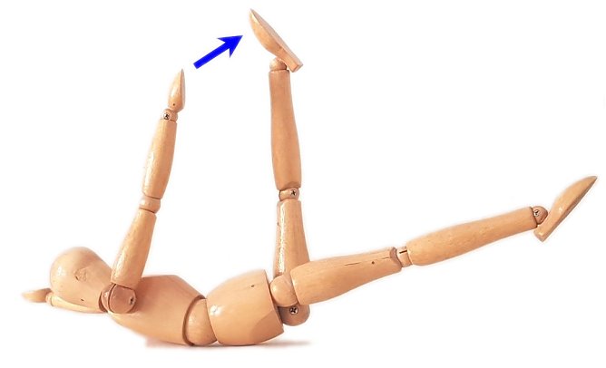 Der Maik&auml;fer (Foto: Martin R&auml;cke)