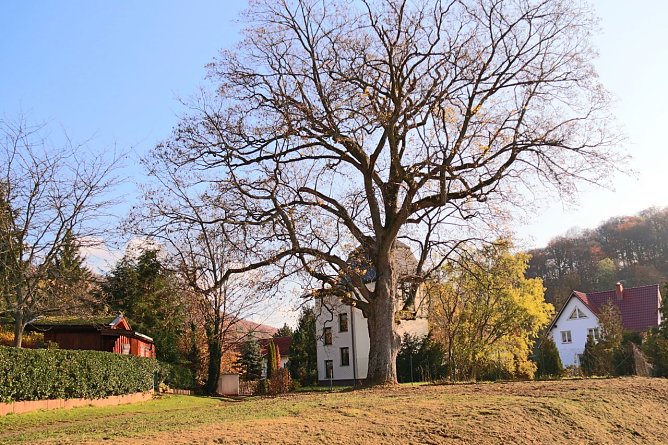 Im Ahornpark Ilfeld soll eine neue Sitzgruppe entstehen (Foto: Judith Hesse)