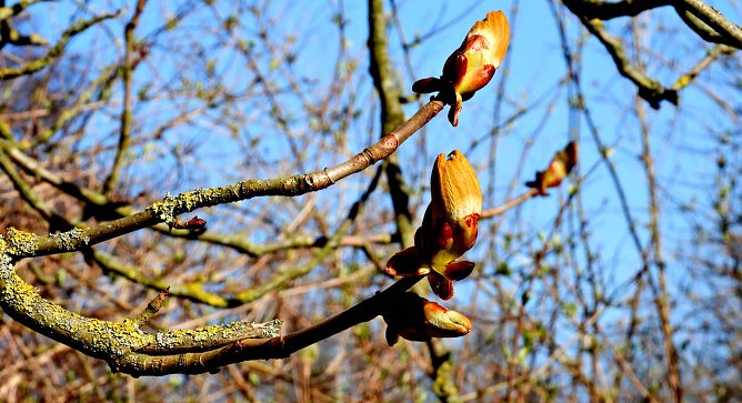Fr&uuml;hling (Foto: P.Blei)
