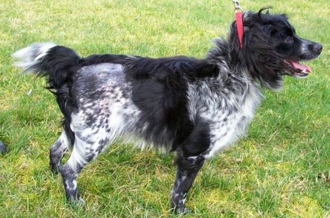 Billy nach der OP (Foto: Tierheim)