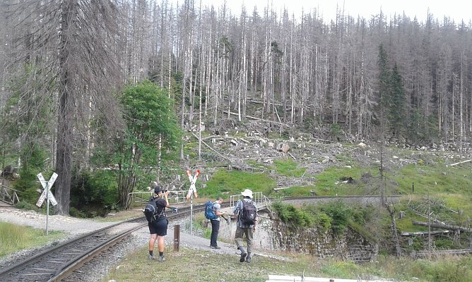 Abgestorbener Fichtenwald (Foto: B. Schwarzberg)