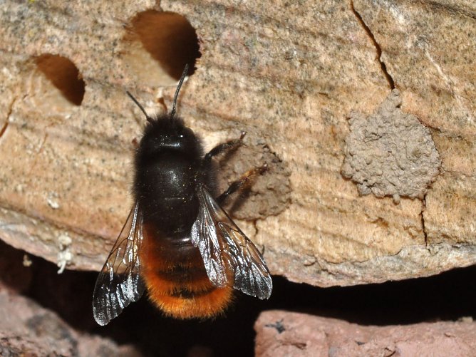 Geh&ouml;rnte Mauerbiene (Foto: Hannes Petrischak)