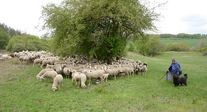 Schafherde (Foto: Thomas Stephan)