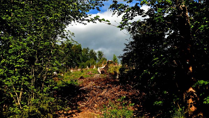 Windl&uuml;cke (Foto: P.Blei)
