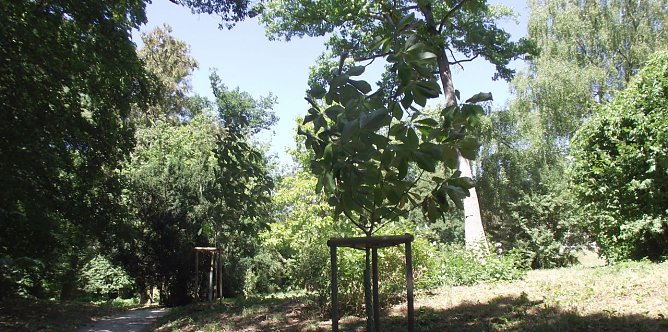 Droht erneut ein trockener und  hei&szlig;er Sommer, soll im Park Hohenrode keiner der jungen B&auml;ume und B&auml;umchen an Wassermangel sterben. Indes sieht man einigen Baumveteranen den Trockenstress der letzten  Jahre an. Nicht jeder von ihnen wird &uuml;berleben. (Foto: Kurt Frank)