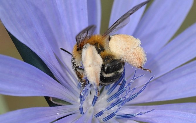 Braunb&uuml;rstige Hosenbiene an einer Bl&uuml;te  (Foto: Hannes Petrischak)