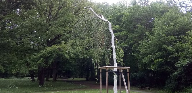 Diese H&auml;ngebuche war ein Schn&auml;ppchen, sagt F&ouml;rster Axel Axt. Sie war mit wenig Aufwand von einem k&uuml;nftigen Bauland umgesetzt worden. Sie erg&auml;nzt mit dem Ginkgo die Trompetenb&auml;ume als Exoten. (Foto: Kurt Frank)