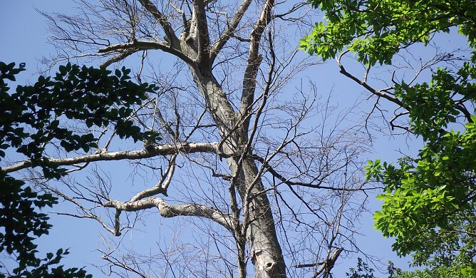 Auch diese alte abgestorbene Buche wird im Gehege bald Geschichte sein. (Foto: Kurt Frank)