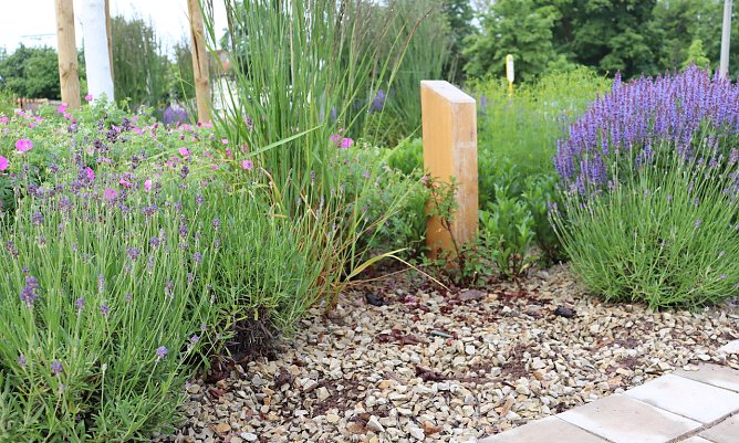 Entwendete Stauden Parkplatz der Stra&szlig;enbahnwendeschleife Parkallee/Beethoven Ring (Foto: &copy;Stadtverwaltung Nordhausen)