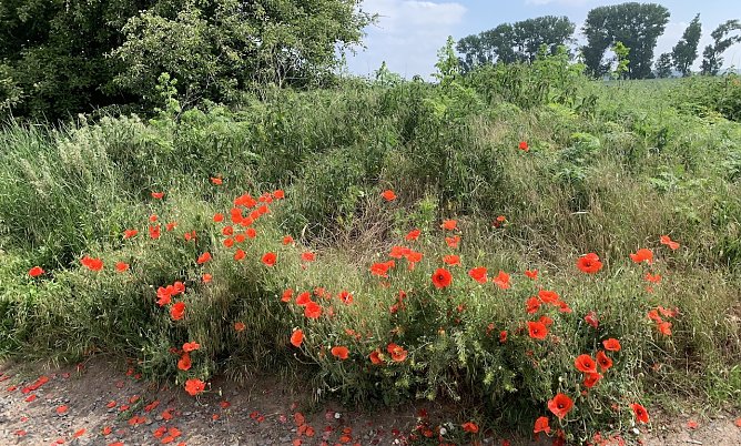 Mohnblumen bei Nordhausen (Foto: oas) Mohnblumen bei Nordhausen (Foto: oas)