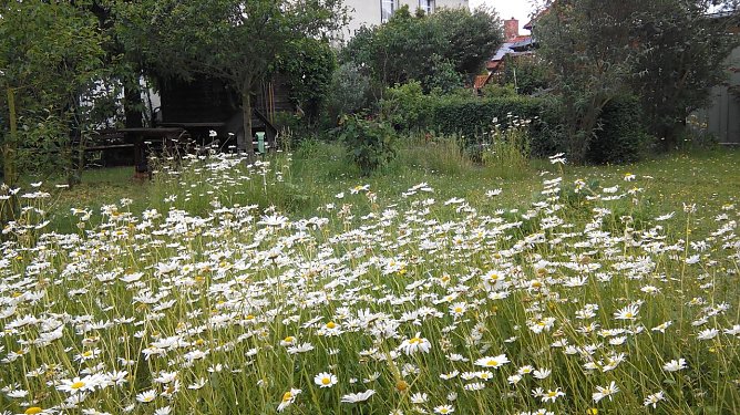  Blumen auf der Rasenfl&auml;che, im Bild Margeriten, fallen im Hof der Hardenbergstra&szlig;e 18 nicht dem M&auml;her zum Opfer. Als Nahrung f&uuml;r Insekten bleiben sie stehen. (Foto: Kurt Frank)