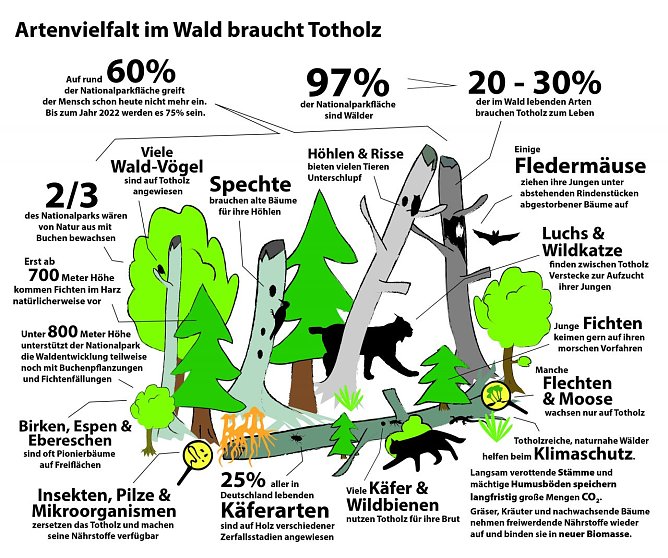 Biodiversit&auml;t im Totholz (Foto: Mandy Gebara)