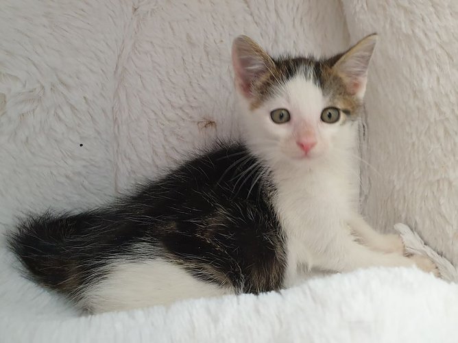 Tier der Woche: Hank (Foto: Tierheim Nordhausen) Tier der Woche: Hank (Foto: Tierheim Nordhausen)