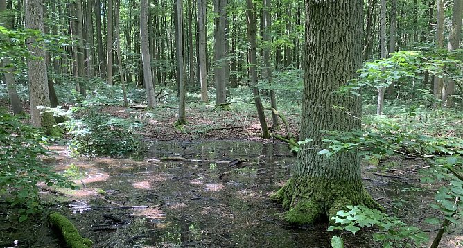 Nationalpark Hainich (Foto: oas) Nationalpark Hainich (Foto: oas)