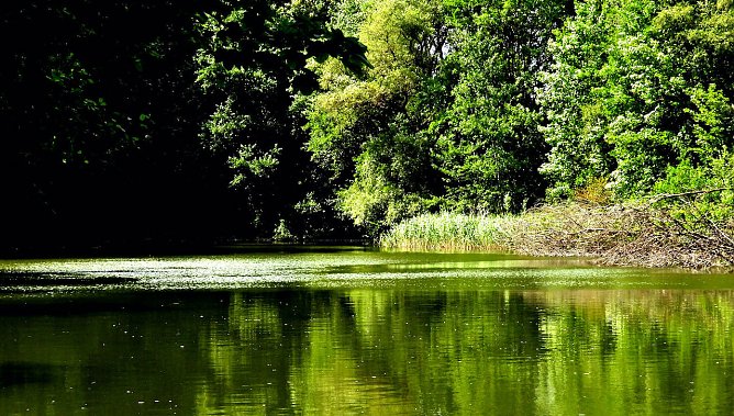 Tanzteich in Niedersachswerfen (Foto: Peter Blei)