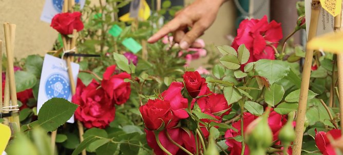 Erster Nordhäuser Rosenmarkt (Foto: agl) Erster Nordhäuser Rosenmarkt (Foto: agl)