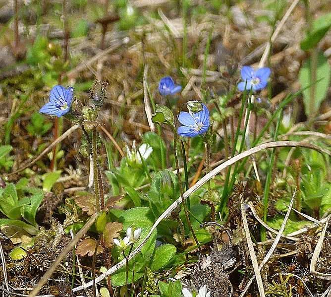           (Foto: Bodo Schwarzberg)
