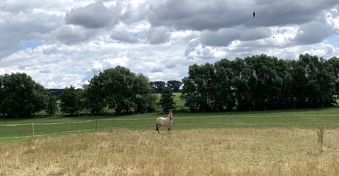 Windl&uuml;cke  (Foto: oas)
