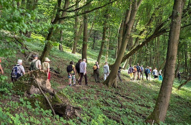 Begeisterte Wanderer am M&uuml;hlberg-Himmelsbergmassiv. Der Urwald war fr&uuml;her traditionell f&uuml;r Brennholz genutzt und tr&auml;gt daher einen Eichen-Hainbuchenwald. Typisch Gipskarst: die Hangrutschung l&auml;sst viele B&auml;ume schief stehen! (Foto: Philipp K&uuml;chler)