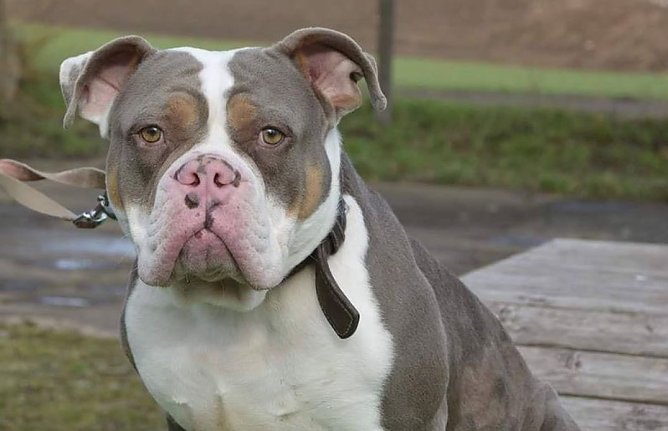 Bullet (Foto: THN) Bullet (Foto: THN)