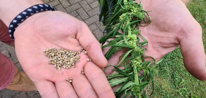 Links die Hanfn&uuml;sse, wie sie auch im Handel erh&auml;ltlich sind, rechts die Hanfpflanze, wie sie derzeit auf den beiden Feldern steht. (Foto: nnz)